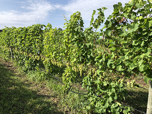 Fig 14_September 4 2018_(early veraison)